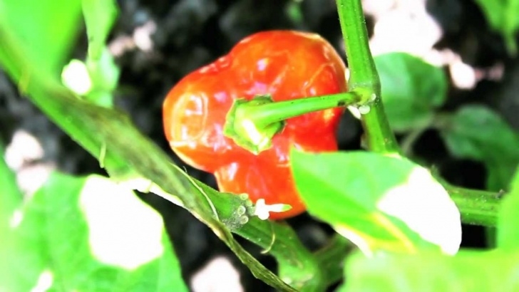 Growing Hot Peppers Growing Hot Peppers - Youtube Picture 194