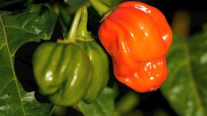 Growing Hot Peppers Growing The Perfect Hot Pepper - Youtube Photo 675