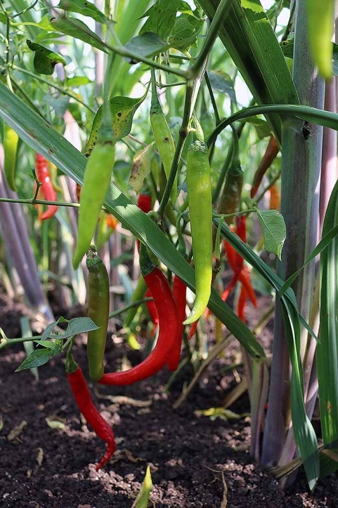 Growing Hot Peppers How To Grow Hot Peppers | Gardener'S Path Image 043