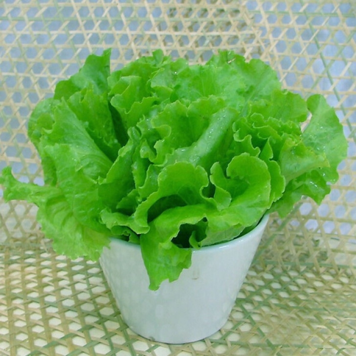 Growing Iceberg Lettuce Buy 3000Pcs Iceberg Lettuce Seeds Lactuca Sativa Vegetable Image 937