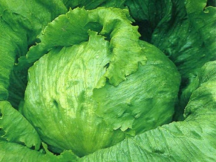 Growing Iceberg Lettuce Growing Iceberg Lettuce Picture 373