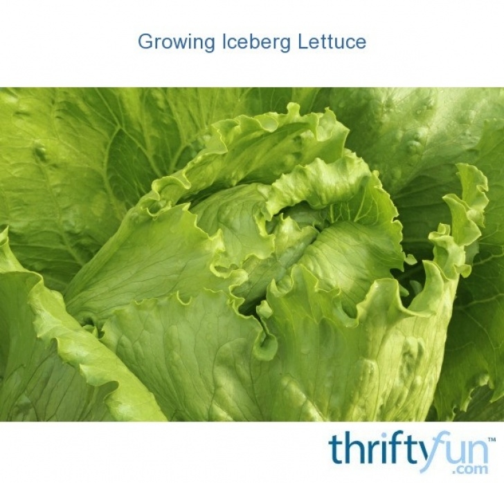 Growing Iceberg Lettuce Growing Iceberg Lettuce? | Thriftyfun Photo 599