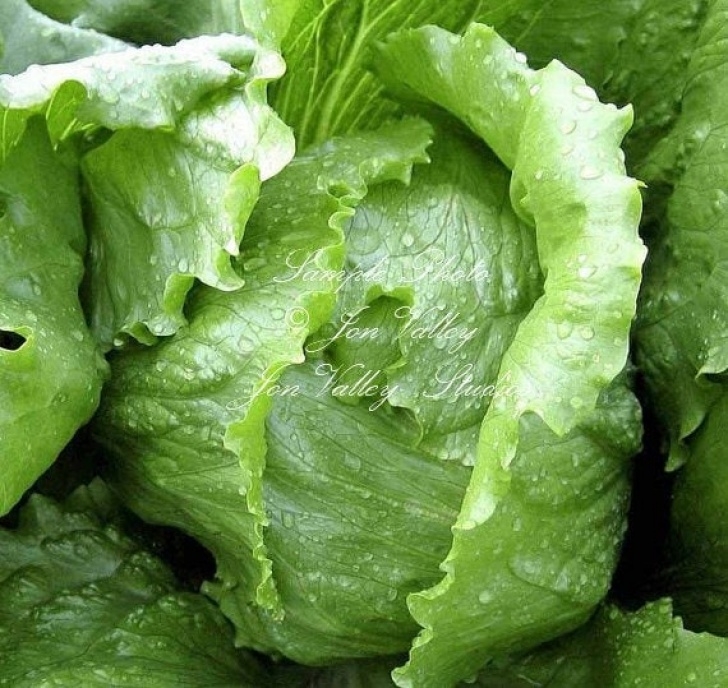 Growing Iceberg Lettuce Iceberg Lettuce 500 Seeds Heirloom Flavorful Firm Crisp Leaves Picture 918