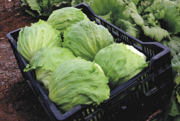 Growing Iceberg Lettuce Iceberg Lettuce Seeds International - Meridiem Seeds Photo 272