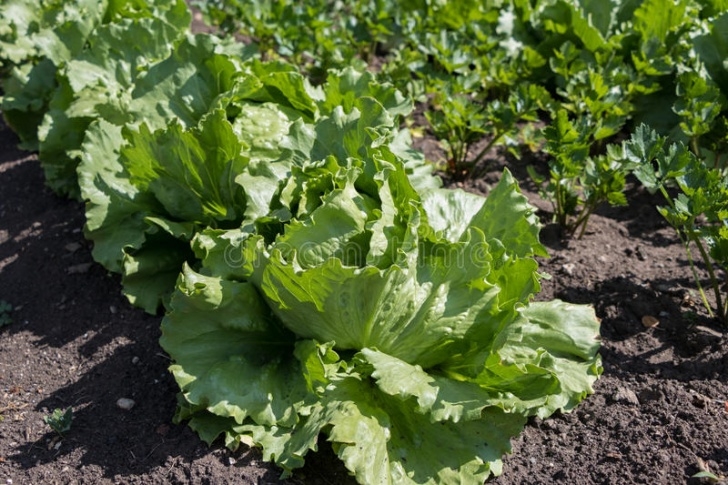 Growing Iceberg Lettuce Lettuce Garden Stock Photos - Download 49,913 Royalty Free Picture 333
