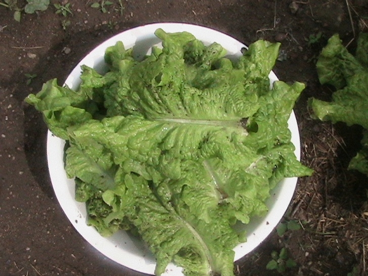 Growing Iceberg Lettuce Second Harvest Of Iceberg Lettuce - Eric'S Organic Picture 424