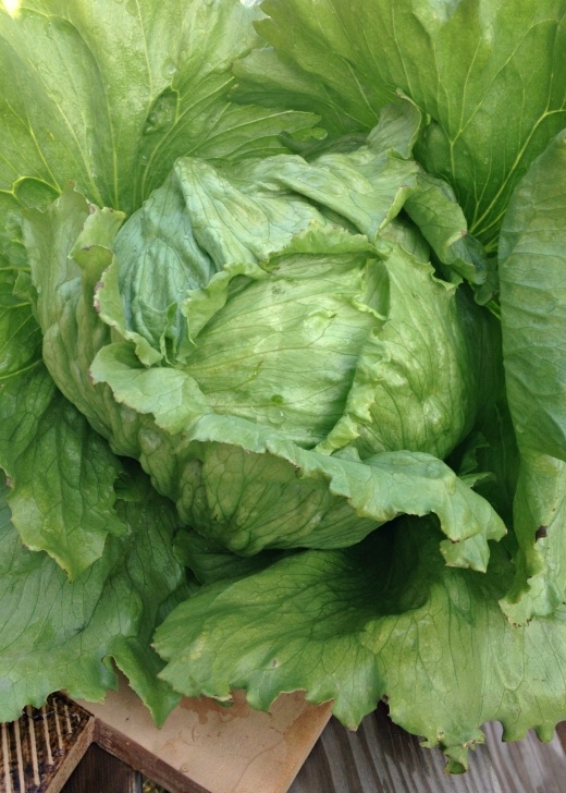 Growing Iceberg Lettuce Uprising Organic Seeds Lettuce 'Summertime' - Heading Image 059