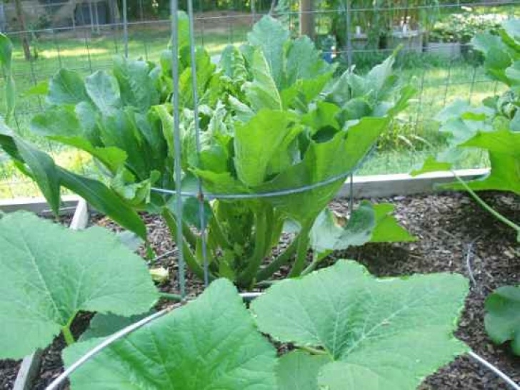 Growing In Small Spaces 18 Garden Plants To Grow Vertically This Year Image 990
