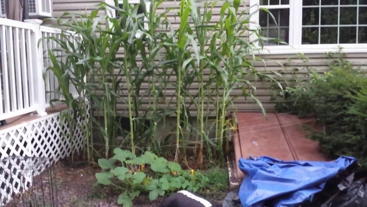 Growing In Small Spaces Growing Corn In Small Space, Getting Really Tall! - Youtube Picture 928