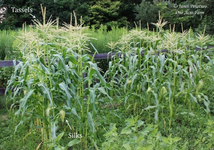 Growing In Small Spaces Growing Corn In Small Spaces: 6 Tips Photo 489