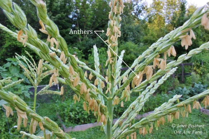 Growing In Small Spaces Growing Corn In Small Spaces: 6 Tips Picture 353