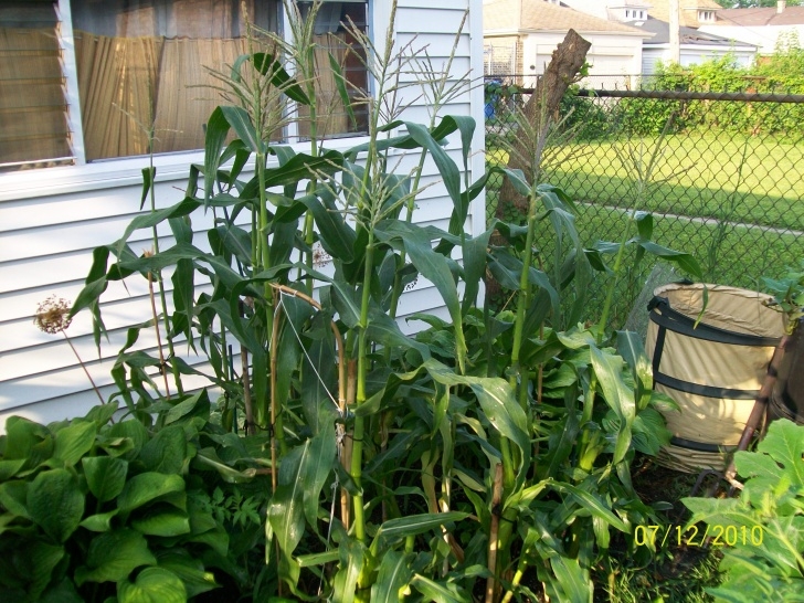 Growing In Small Spaces Growing Corn In Small Spaces | Cheryl'S Garden Goodies Picture 682