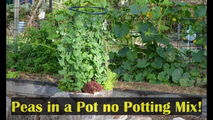 Growing In Small Spaces Growing Peas In A Pot Container Gardening Small Spaces Picture 125