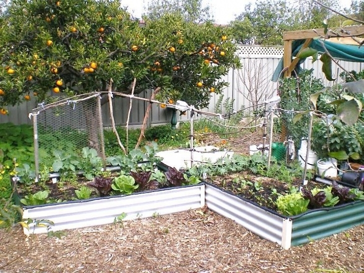 Growing In Small Spaces Right Angel Vegetable Garden Design Australia - Cadagu Picture 063
