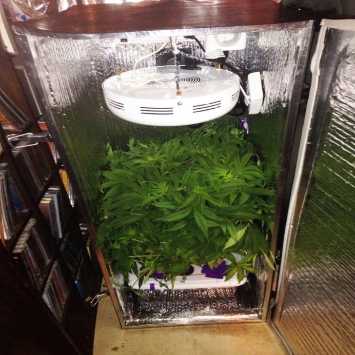 Growing In Small Spaces Small Grow Tents &amp; How To Grow Weed In Small Spaces Picture 569