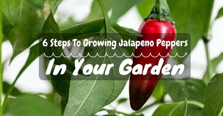 Growing Jalapeno Peppers 6 Steps To Growing Jalapeno Peppers In Your Garden Picture 932