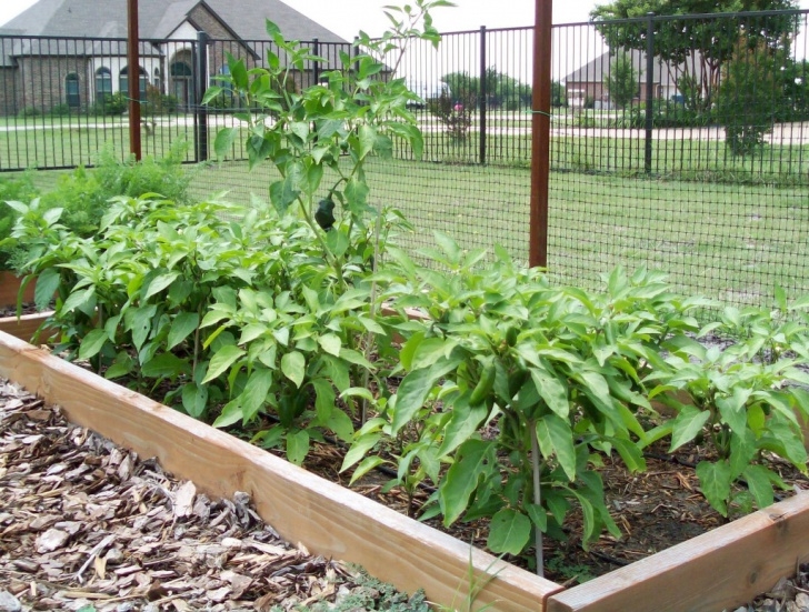 Growing Jalapeno Peppers Growing Jalapenos And Other Peppers From Seed – Live Love Photo 087