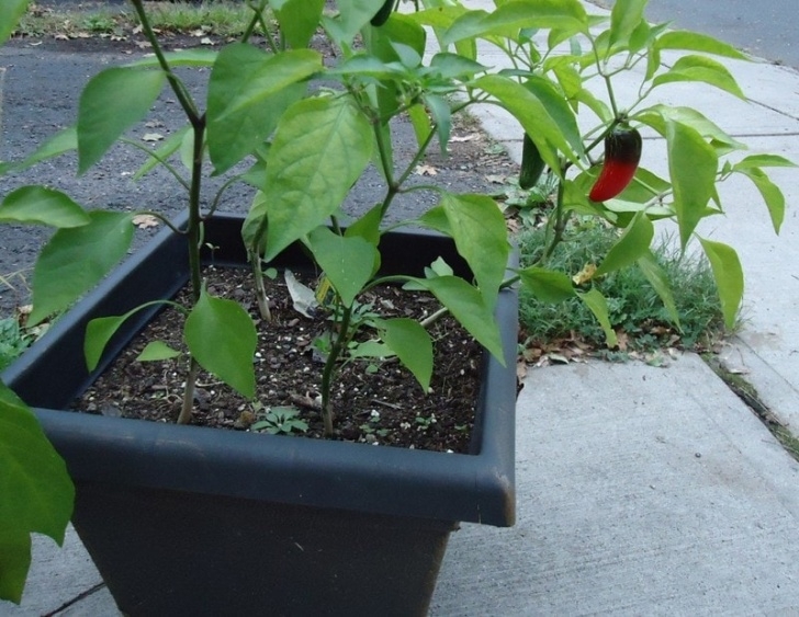 Growing Jalapeno Peppers How To Grow Jalapenos: An Step-By-Step Guide For You Photo 922