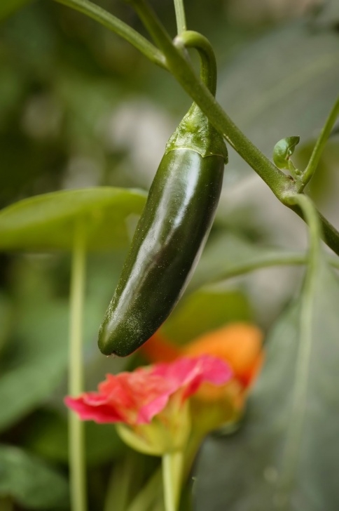 Growing Jalapeno Peppers Jalapeno Companion Plants – What Can I Plant With Jalapeno Image 679