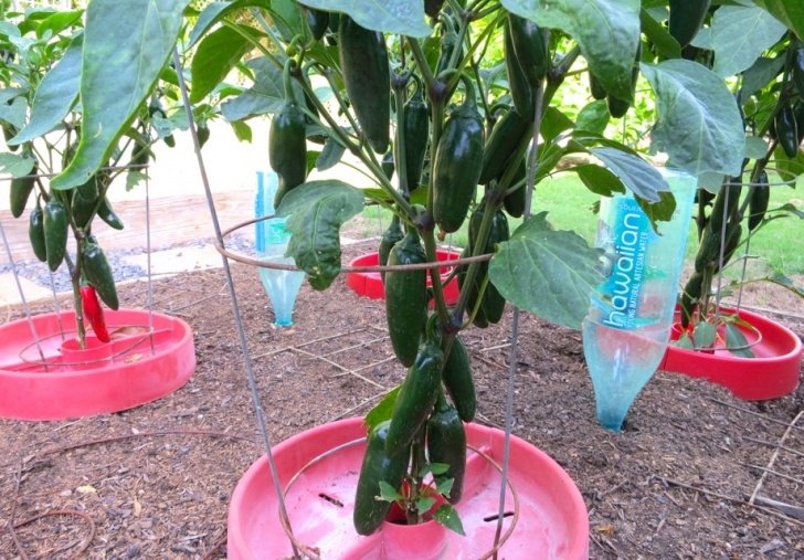 Growing Jalapeno Peppers Jalapeño &amp; Tomatillo Hot Sauce | My Lilikoi Kitchen Photo 987