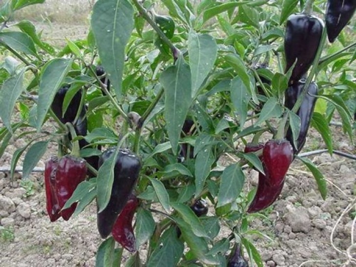 Growing Jalapeno Peppers Purple Jalapeno Hot Pepper 20+ Seeds - Refining Fire Chiles Image 267