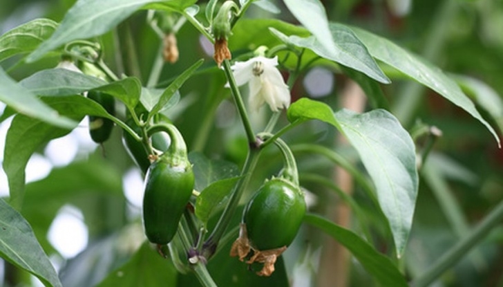 Growing Jalapeno Peppers Vegetables That Grow Well In Central Florida | Garden Guides Picture 553