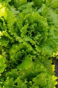 Growing Leaf Lettuce 29 Of The Best Lettuce Varieties For Your Garden Image 560