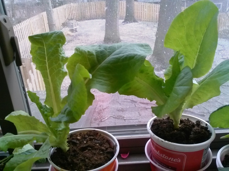 Growing Lettuce In Pots Growing Lettuce In Containers | Pay Dirt Photo 301