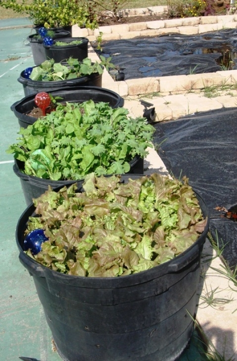 Growing Lettuce In Pots Growing Lettuce In Pots | Pick Me Yard Image 641