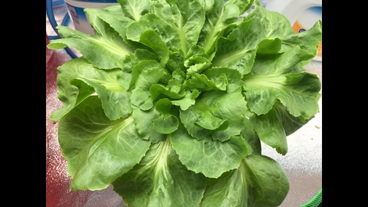 Growing Lettuce In Pots Growing Lettuce Indoor In Solo Cups - Youtube Photo 412
