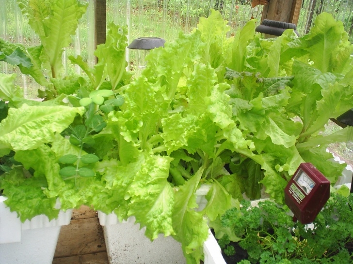 Growing Lettuce In Pots Lettuce Container Garden Progress | Greenapple2012 Picture 002