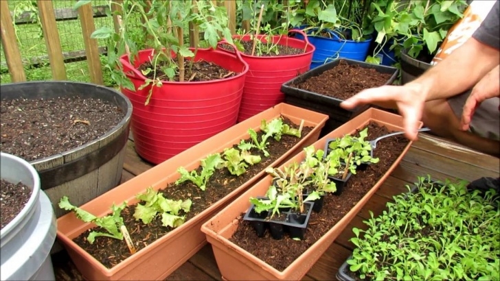 Growing Lettuce In Pots Planting Lettuces/Greens In Containers: Seed Starts Are A Photo 168