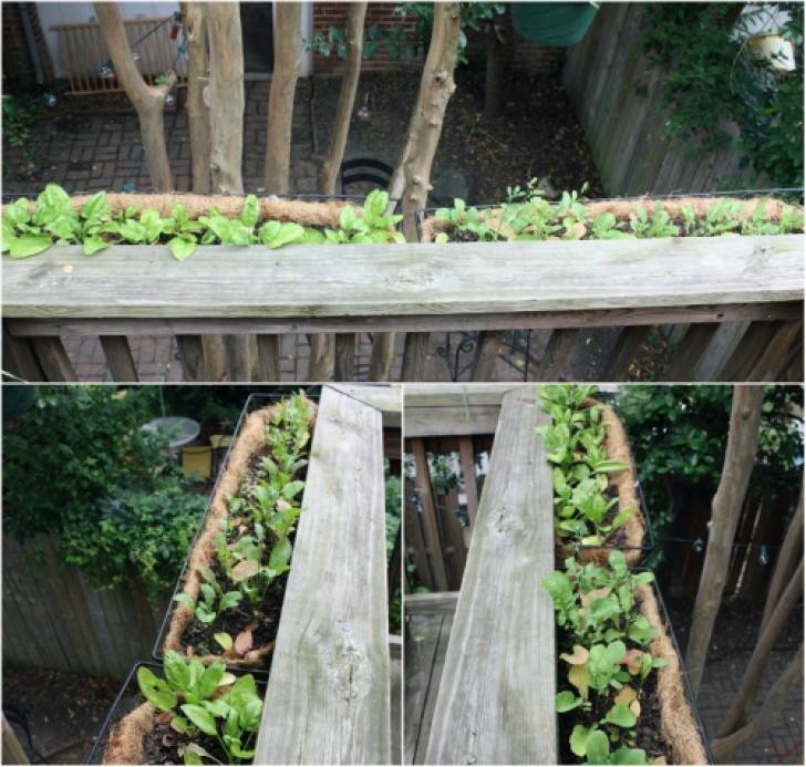 Growing Lettuce In Summer Greens: A Summer Garden Update | 17 Apart Photo 499