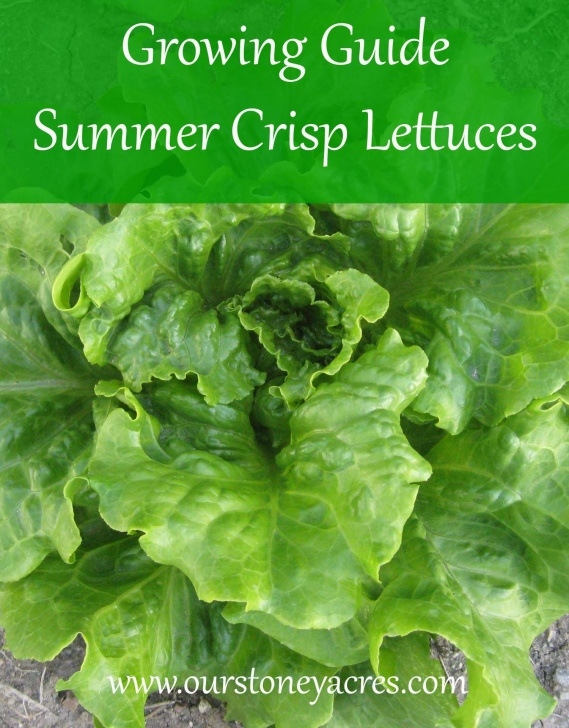 Growing Lettuce In Summer Growing Guide - Summer Crisp Lettuces | -Vegetable Picture 639