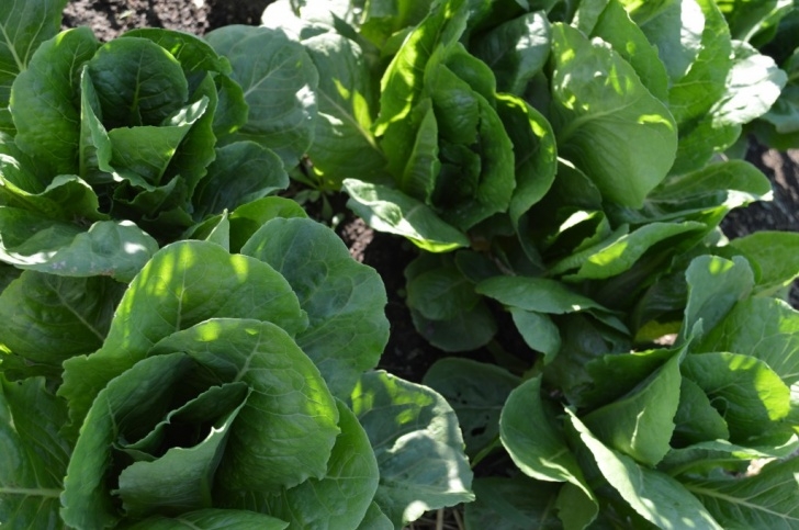 Growing Lettuce In Summer Growing Lettuce And Caesar Salad Dressing - Bloom. Photo 217