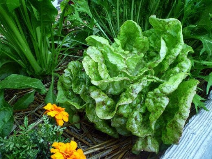 Growing Lettuce In Summer Lettuce Even In Summer | Growing Vegetables, Types Of Photo 291