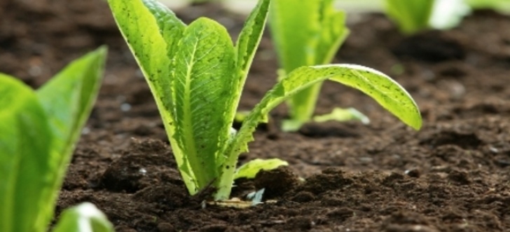Growing Lettuce In Summer Maintaining Your Romaine Lettuce Plants | Doityourself Photo 116