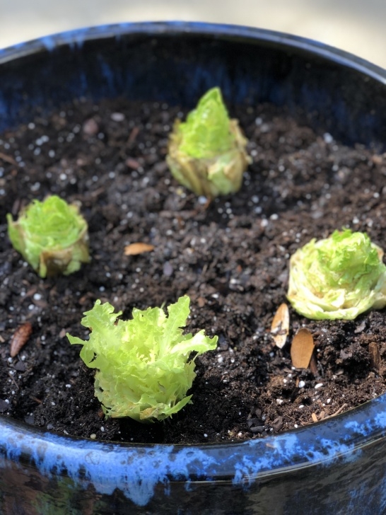 Growing Lettuce In Summer Regrowing New Lettuce From Old Lettuce – Momtastic Mommy Photo 545
