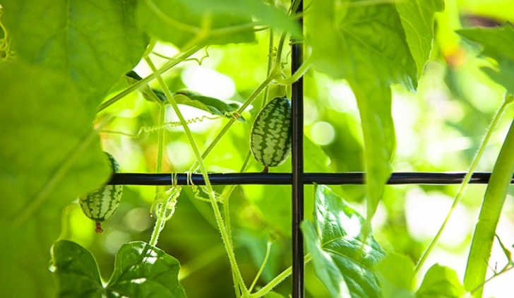 Growing Lettuce In Summer Summer Vegetables - Which Veggies Grow The Best In Summer Picture 212