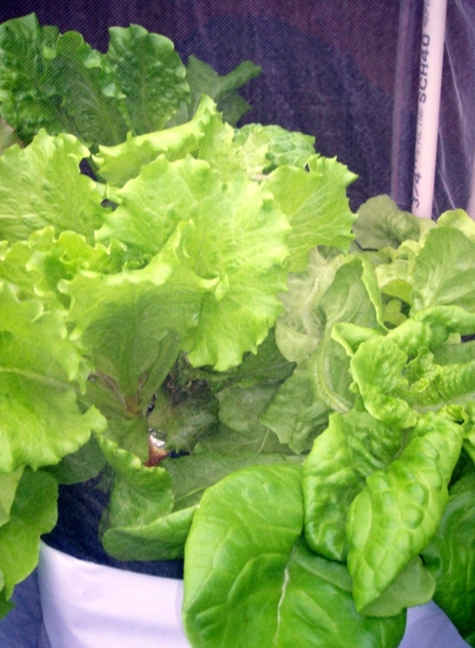 Growing Lettuce In Summer Vegetable Gardening – Hydroponic, Videos, Photos & Posts Image 941
