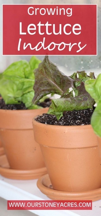 Growing Lettuce Indoors In Winter Growing Lettuce Indoors In The Winter | Growing Lettuce Picture 884