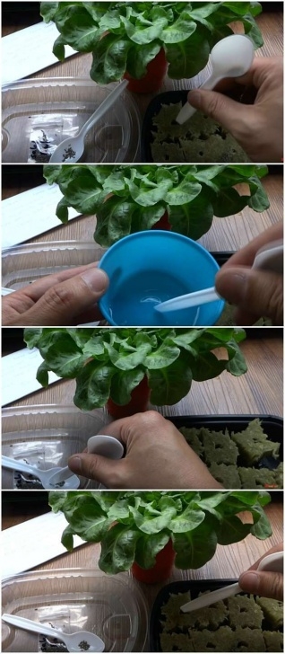 Growing Lettuce Indoors In Winter Start Lettuce Seedlings Indoors | Growing Lettuce Indoors Picture 576