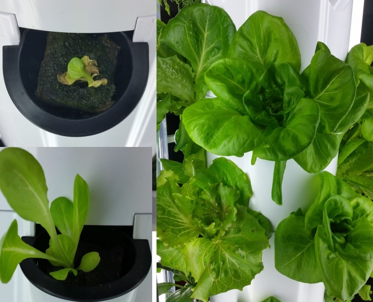 Growing Lettuce Indoors In Winter Tower Garden - Bibb Lettuce At 23 Days Of Growth - Grown Image 089