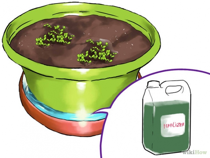 Growing Lettuce Indoors Under Lights 3 Ways To Grow Lettuce Indoors - Wikihow Picture 921