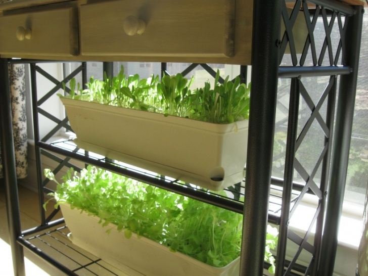 Growing Lettuce Indoors Under Lights First A Dream: Growing Greens Indoors Picture 715