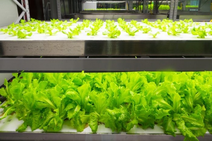Growing Lettuce Indoors Under Lights Grow Lights Explained By Epicgardening Picture 759