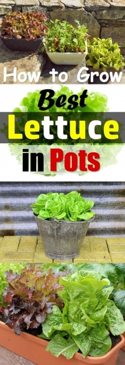 Growing Lettuce Indoors Under Lights Growing Lettuce In Containers Is Fun And Easy And You Can Picture 665