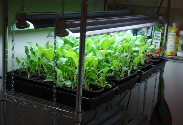 Growing Lettuce Indoors Under Lights How To Build An Indoor Grow System – Hydroponics Explained Image 595