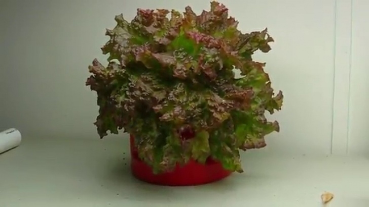 Growing Lettuce Indoors Under Lights Hydroponic Lettuce For Christmas (Kratky Experiment 2015 Photo 791