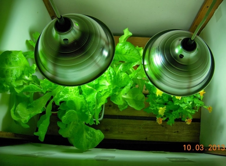 Growing Lettuce Indoors Under Lights Is Growing Vegetables Indoors Cost-Effective? | Indoorsalad Image 326